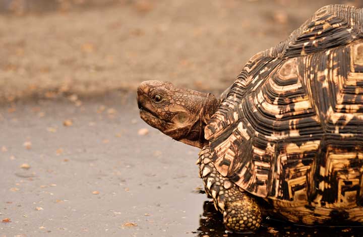 Atmen wie die Schildkröte